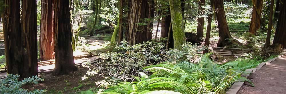 Nature filled trails at Pacific Trails Resort.